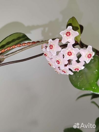 Фикус, Хойи