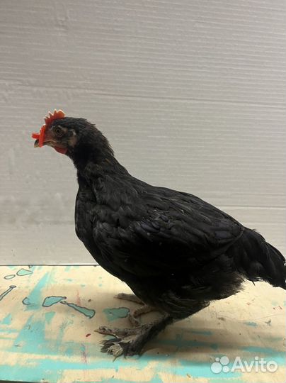 Маран петухи