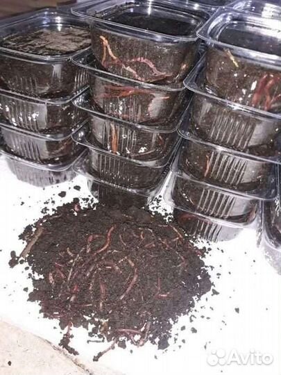 Черви для рыбалки