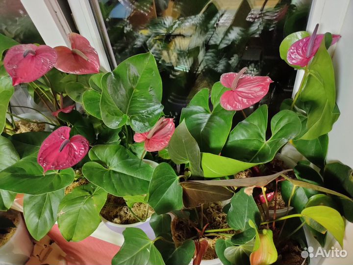 Антуриум Юта