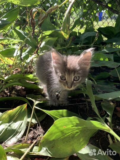 Котята в добрые руки бесплатно