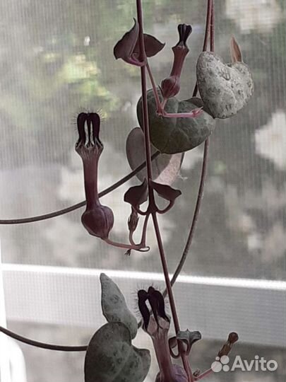 Калатея, церопегия