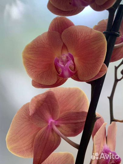 Орхидея Caribbean Dream