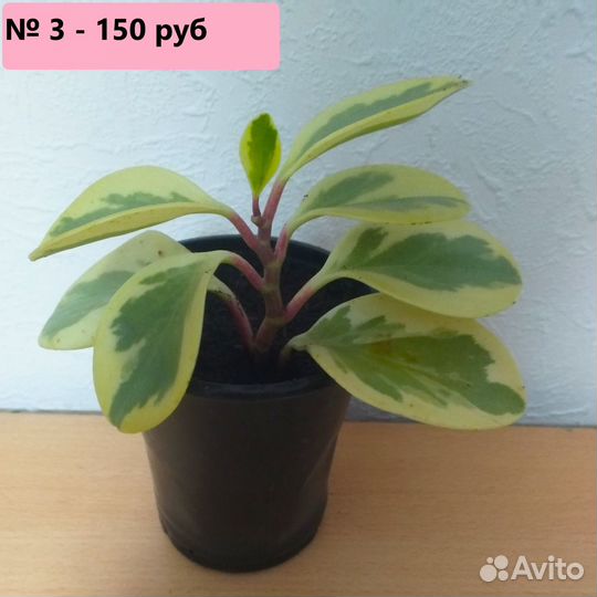 Пеперомия пестролистная