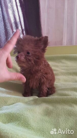 Щенки мини 2.5мес