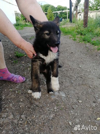 Восточноевропейская овчарка