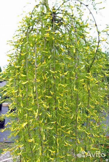 Редкие растения для сада