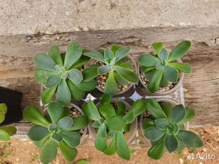 Эхеверия суккулент