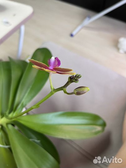 Фаленопсис