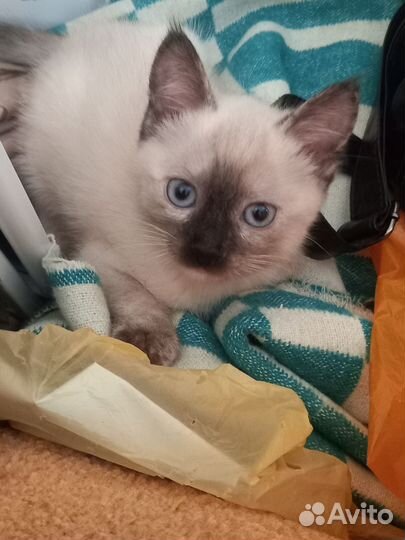 Кошки в добрые руки бесплатно