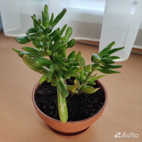 Крассула Голлум Суккулент