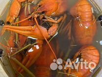 Живые, вареные раки с доставкой