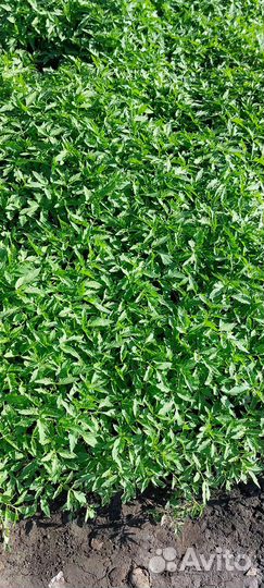 Рассада помидор, перец, огурцы, капуста