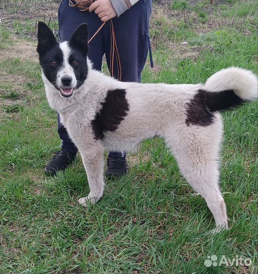 Щенки бесплатно