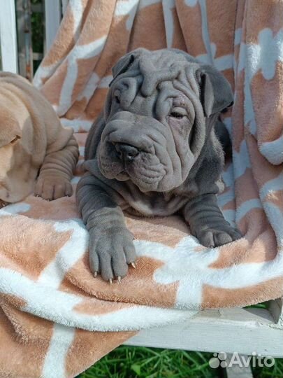 Щенки шарпей