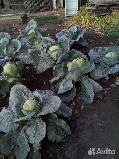 Капуста сорт Амагер