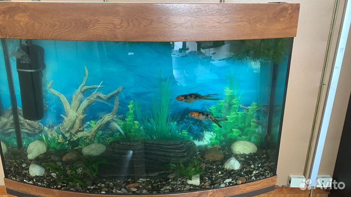 Аквариум