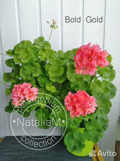 Сортосерия Bold пеларгония (герань)