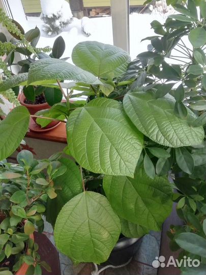 Бемерия, фикусы, финиковая пальма и др