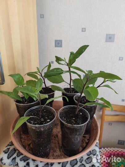 Джинура Прокумбенс