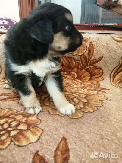 Собаки щенки бесплатно