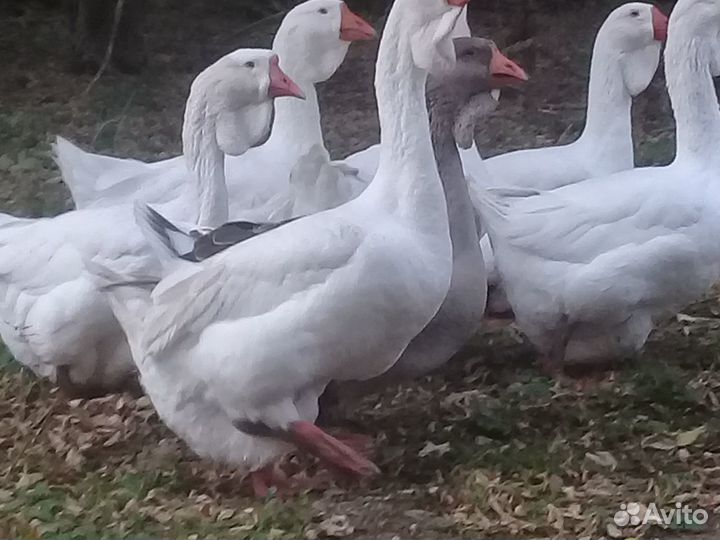 Гуси холмогоры