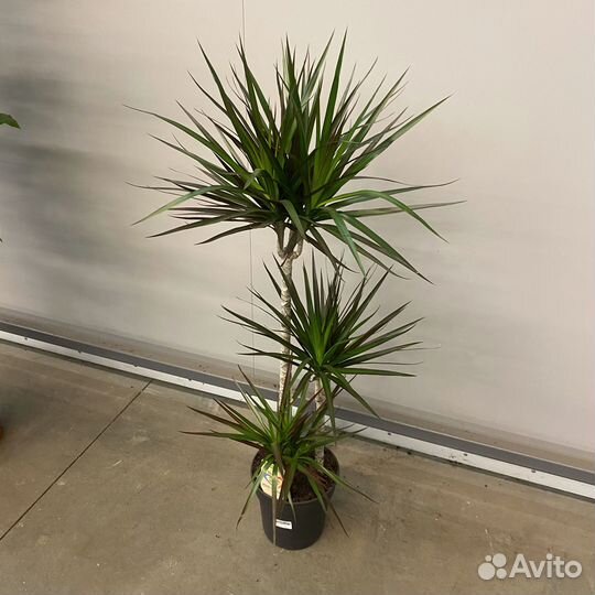 Драцена Маргината Маджента 3 ствола