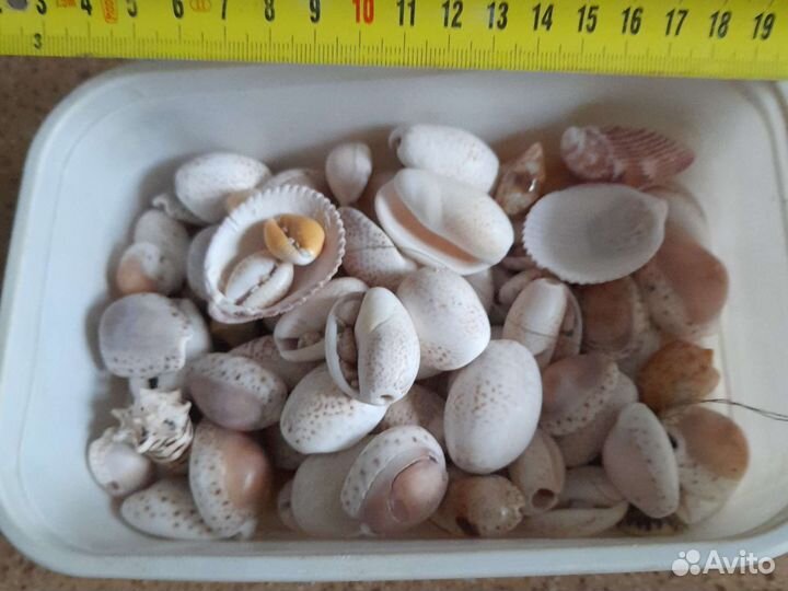 Ракушки