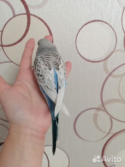 Попугай чех, ввп, ручная самка