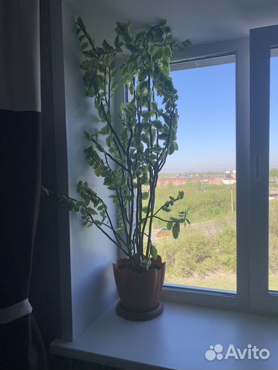 Педилантус