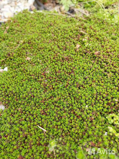 Почвопокровные растения