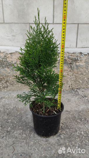 Туя смарагд