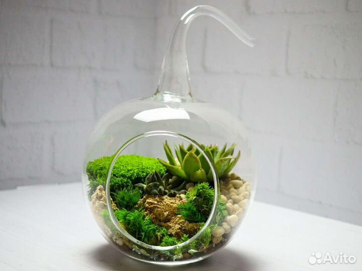 Растения суккуленты флорариум подарок