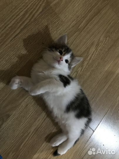 Пушистый котенок