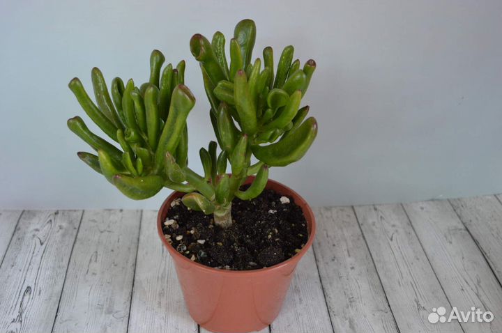 Крассула, толстянка, денежное дерево