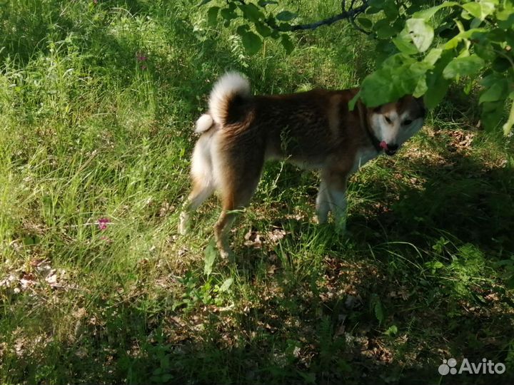Вязка лайка