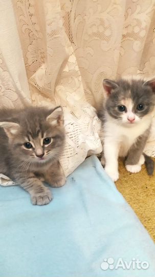 Котята в добрые руки, приучены к лотку