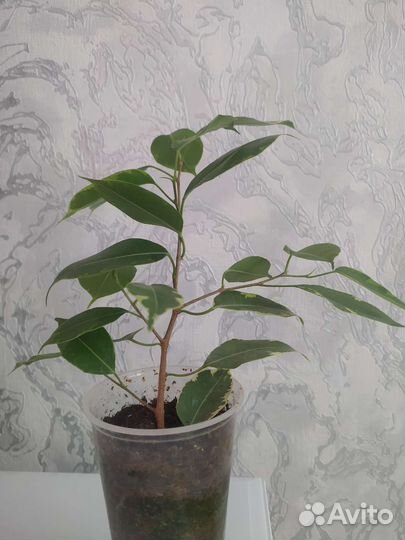 Фикус бенджамина пестролистный
