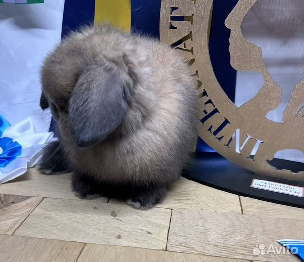 Чистопородные минилопы