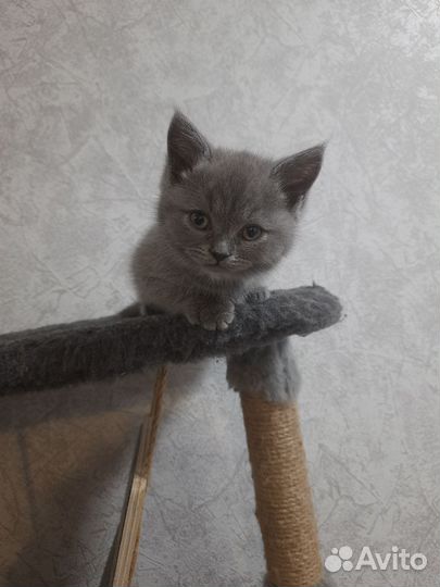 Шотландская