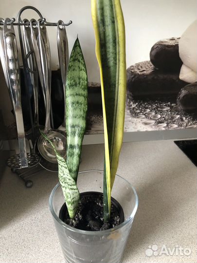 Комнатные растения цветы