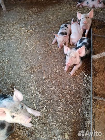 Поросенок ландрас