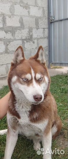 Отдам в добрые руки