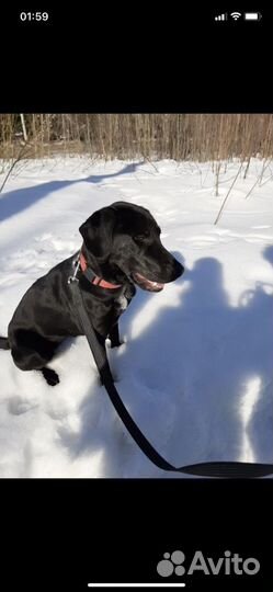 Кнопа из приюта ищет семью