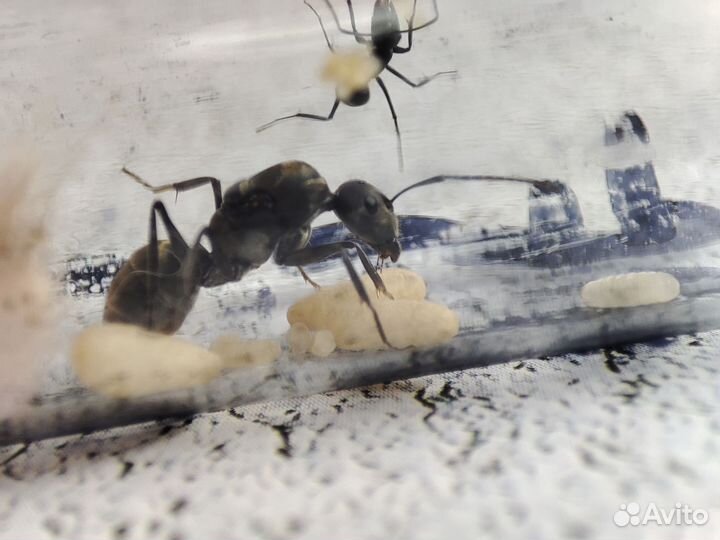 Экзотические муравьи