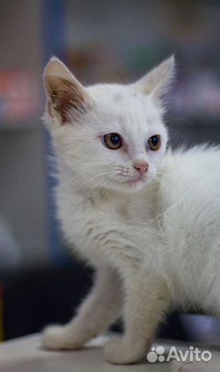 Котснежок