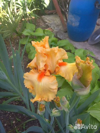 Сортовой Ирис