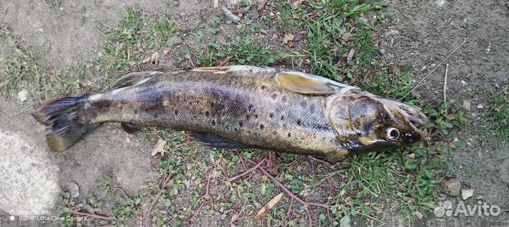 Форель речная