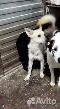 Очень скромная,спокойная девочка