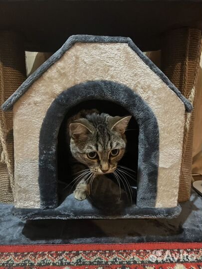 Кошки бесплатно